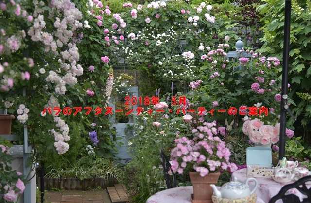 18年 5月バラのお茶会 ティー パーティーのお知らせ チャッピーズローズガーデンクラブ 旧 小さな庭の小さな幸せの2 18年 5月バラのお茶会 ティー パーティーのお知らせ チャッピーズローズガーデンクラブ 旧 小さな庭の小さな幸せの2