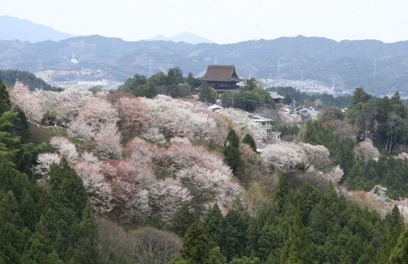 201804　大阪　吉野　大和小泉　京都_b0044754_12440349.jpg