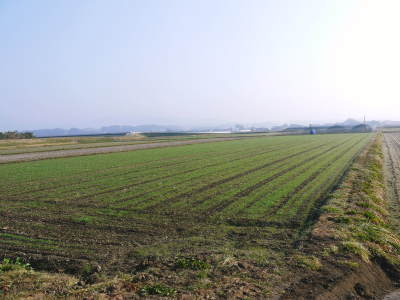 砂田米 れんげを肥料に無農薬栽培の「砂田のこだわりれんげ米」大好評発売中!れんげの花の様子(2018)_a0254656_17034358.jpg