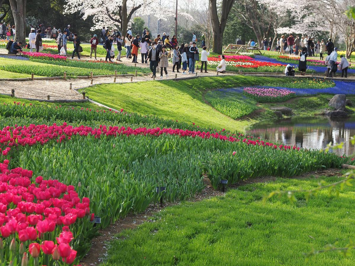 昭和記念公園　チューリップの園　見ごろ始まり２_c0373858_00023405.jpg