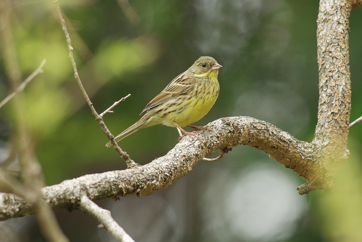 里山の野鳥と春の花_c0383758_18473992.jpg