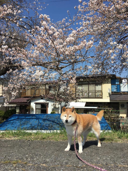 めご桜_e0160568_11270860.jpg