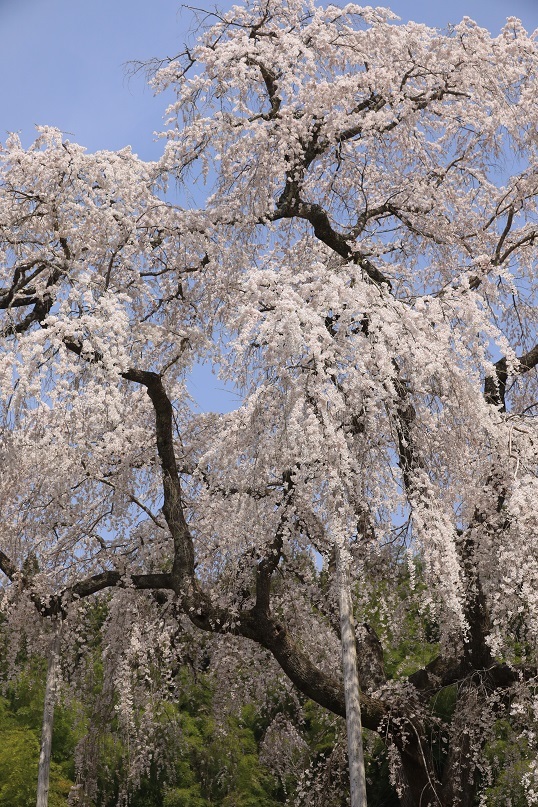 大安寺の枝垂れ桜_e0304170_19374527.jpg