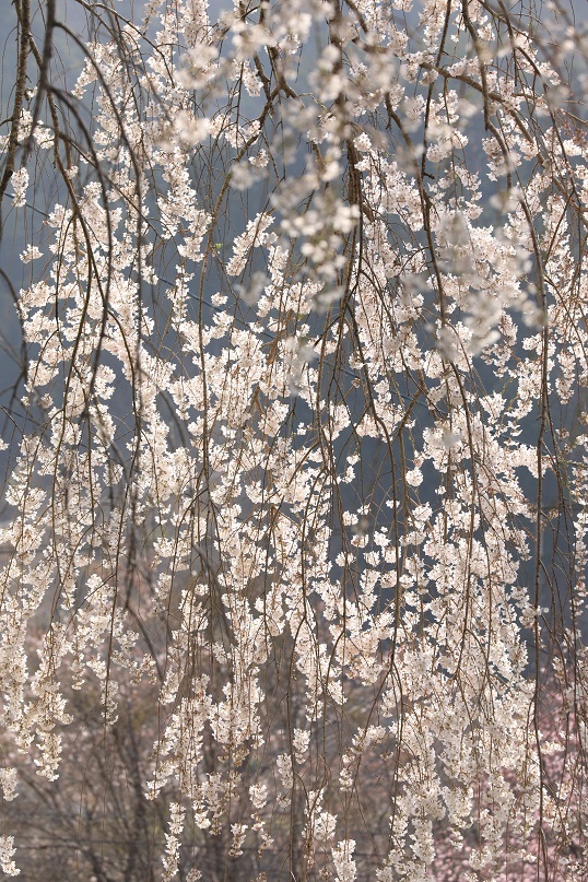 大安寺の枝垂れ桜_e0304170_19382800.jpg