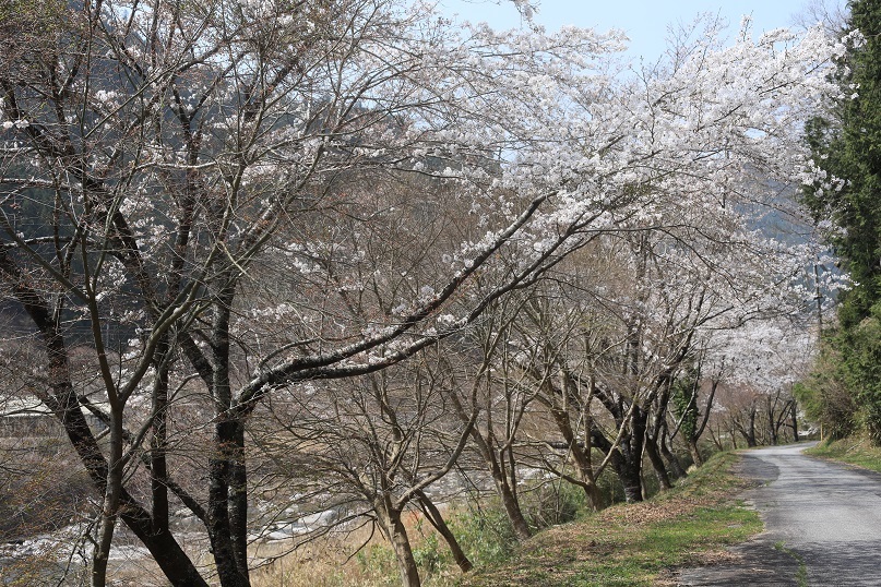 大安寺の枝垂れ桜_e0304170_19390211.jpg