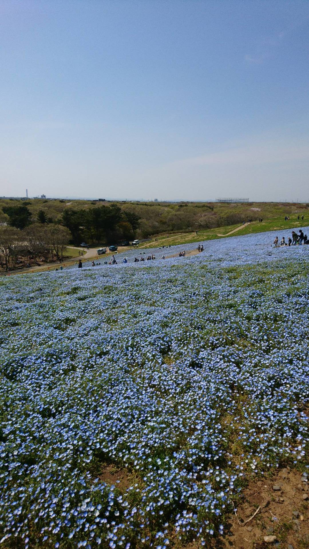 天土の空色　ひたち海浜公園でネモフィラをみた_c0002171_19072303.jpg