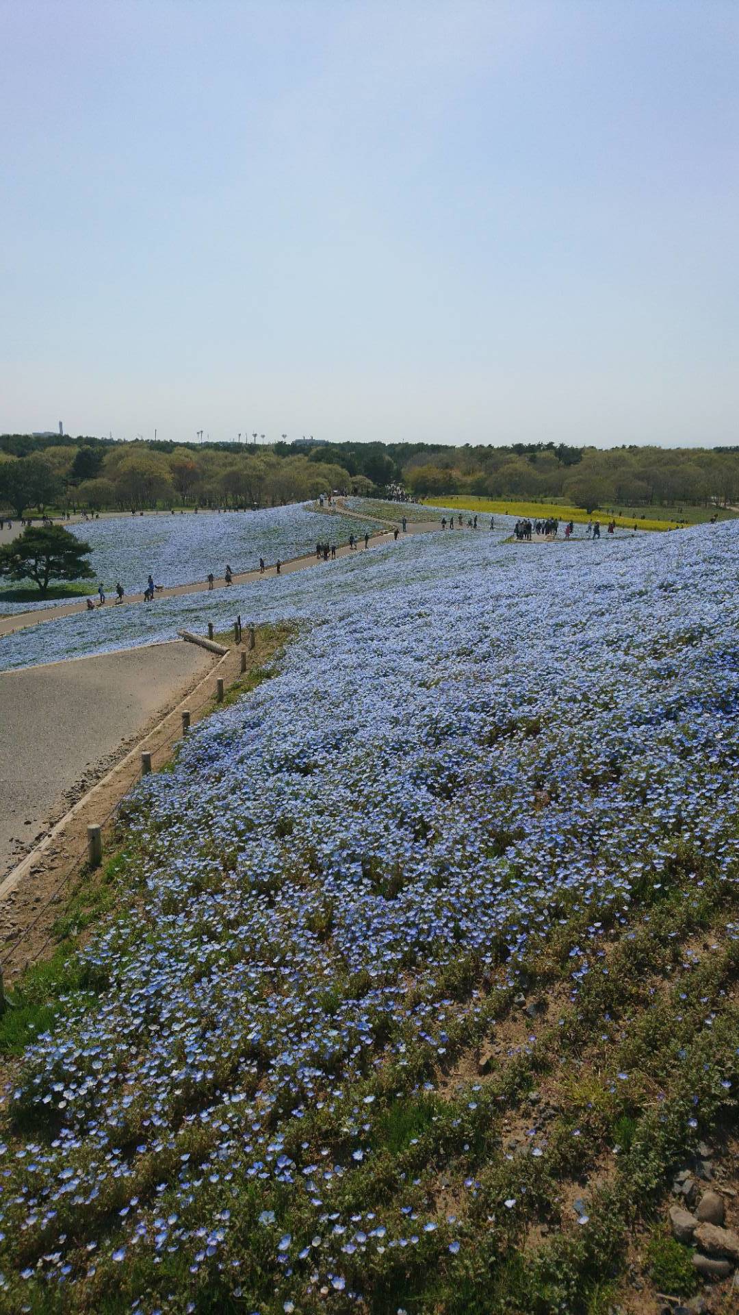 天土の空色　ひたち海浜公園でネモフィラをみた_c0002171_19190657.jpg