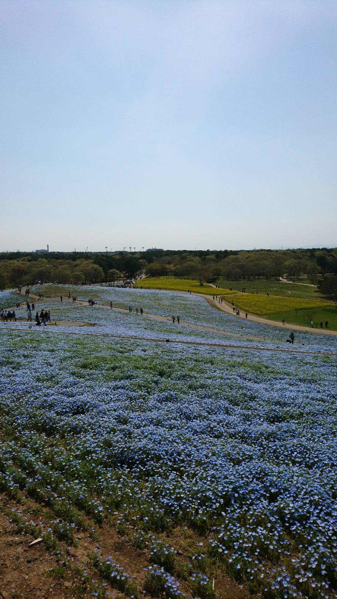 天土の空色　ひたち海浜公園でネモフィラをみた_c0002171_19194656.jpg