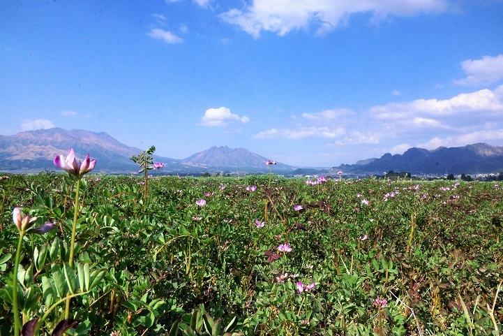 レンゲソウの咲く風景_c0248473_17354370.jpg