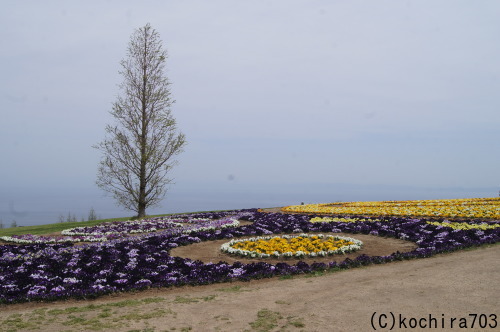 明石海峡公園のチューリップ_e0181373_21562746.jpg