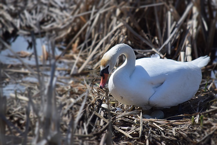 Mute Swan #2 - Las Gallinas _b0369375_54989.jpg