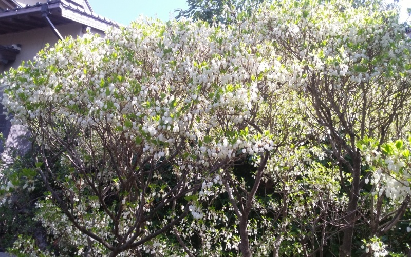 f0153475_14491569.jpg