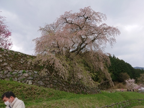 吉野千本桜を観に行ったはずなのに…。_c0086176_10382411.jpg