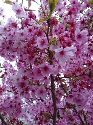吉野千本桜を観に行ったはずなのに…。_c0086176_10391722.jpg