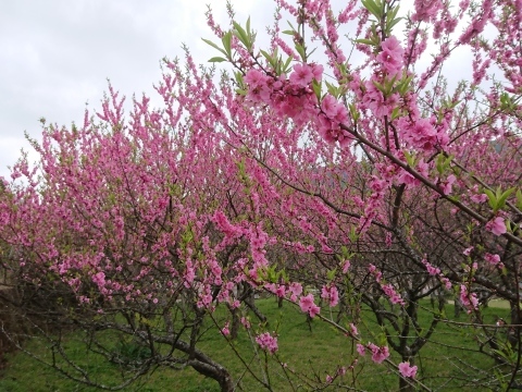 吉野千本桜を観に行ったはずなのに…。_c0086176_10395889.jpg