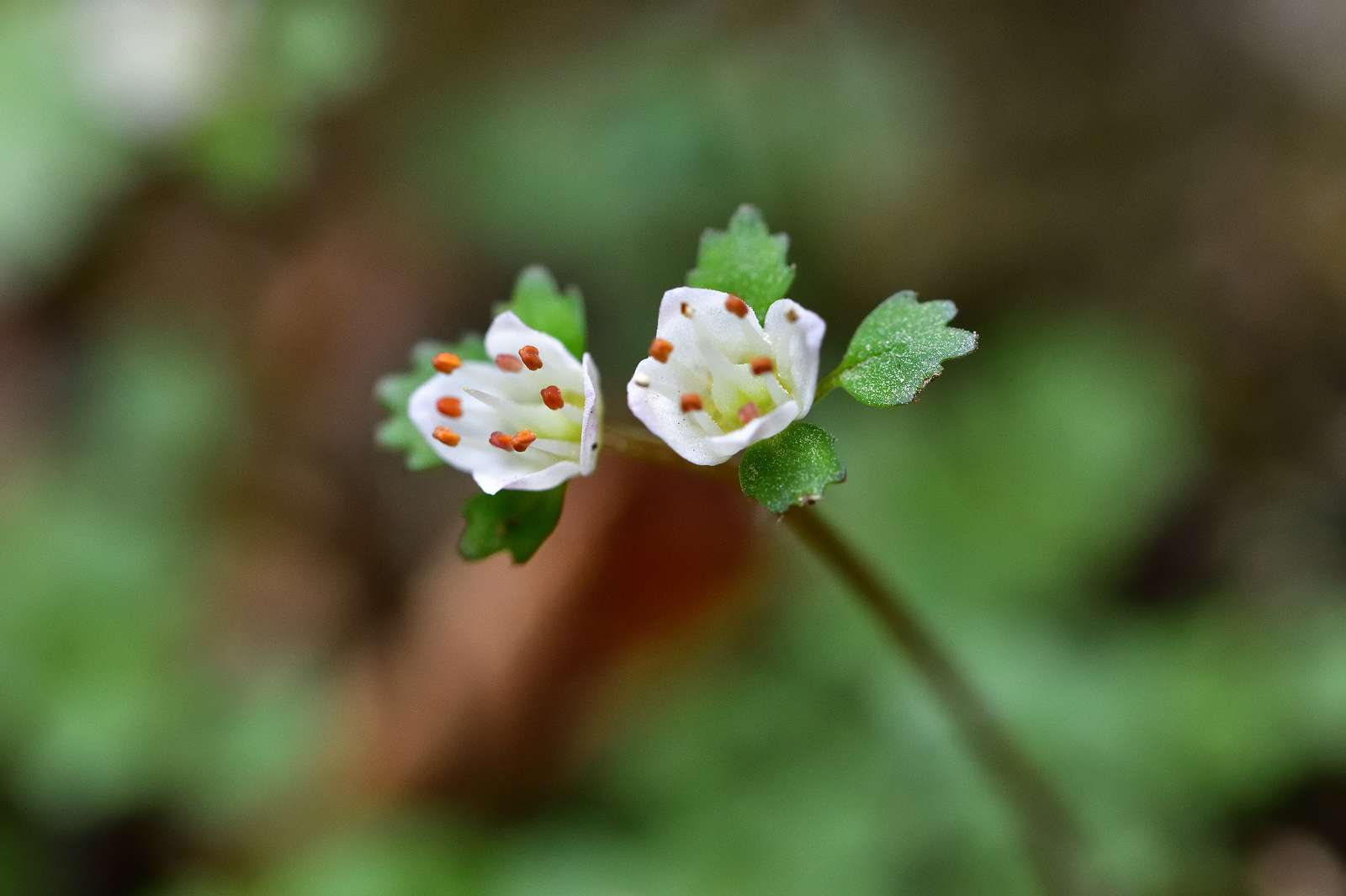 奥武蔵方面の花_d0328977_18341737.jpg