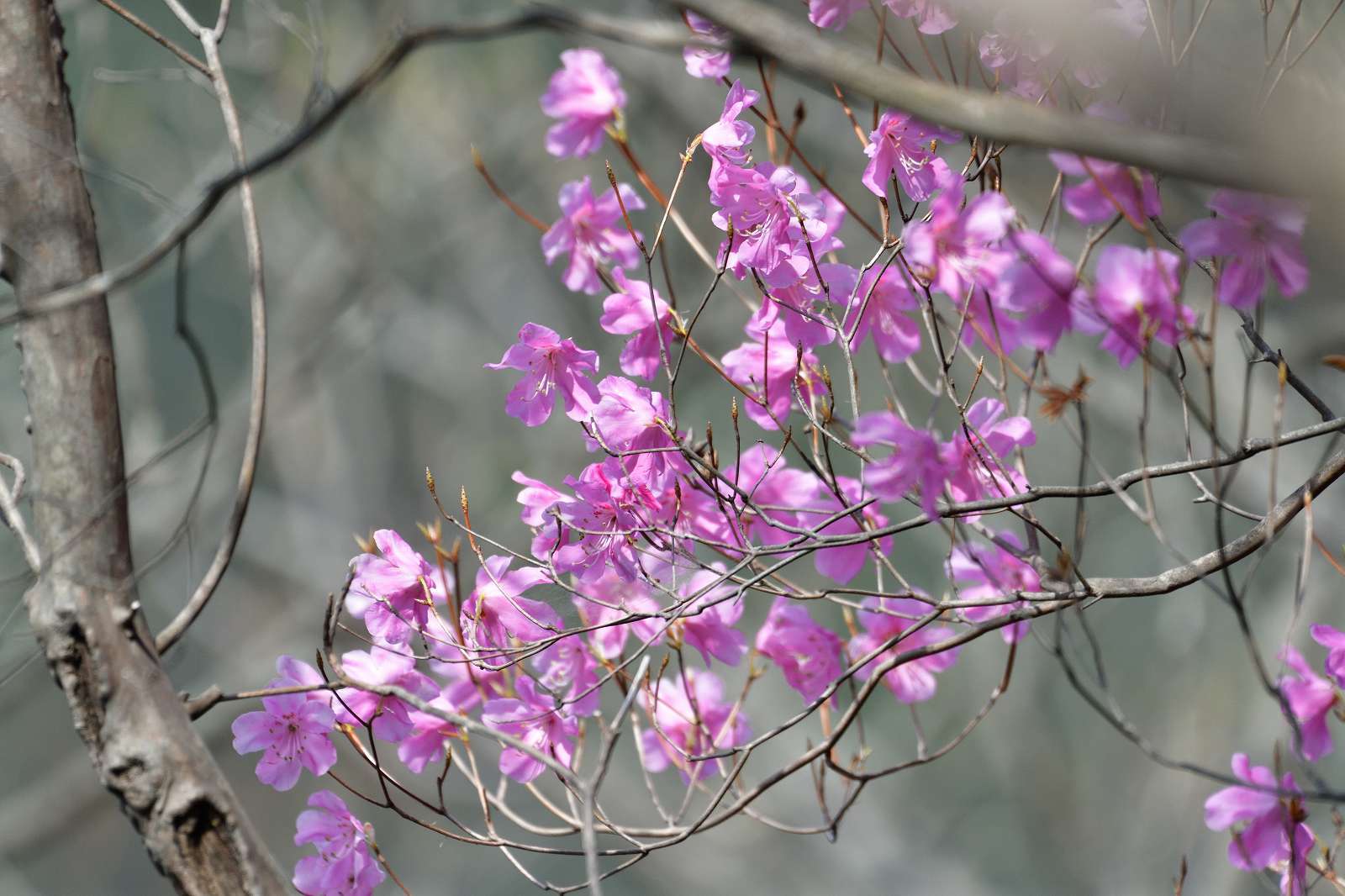 奥武蔵方面の花_d0328977_18344664.jpg