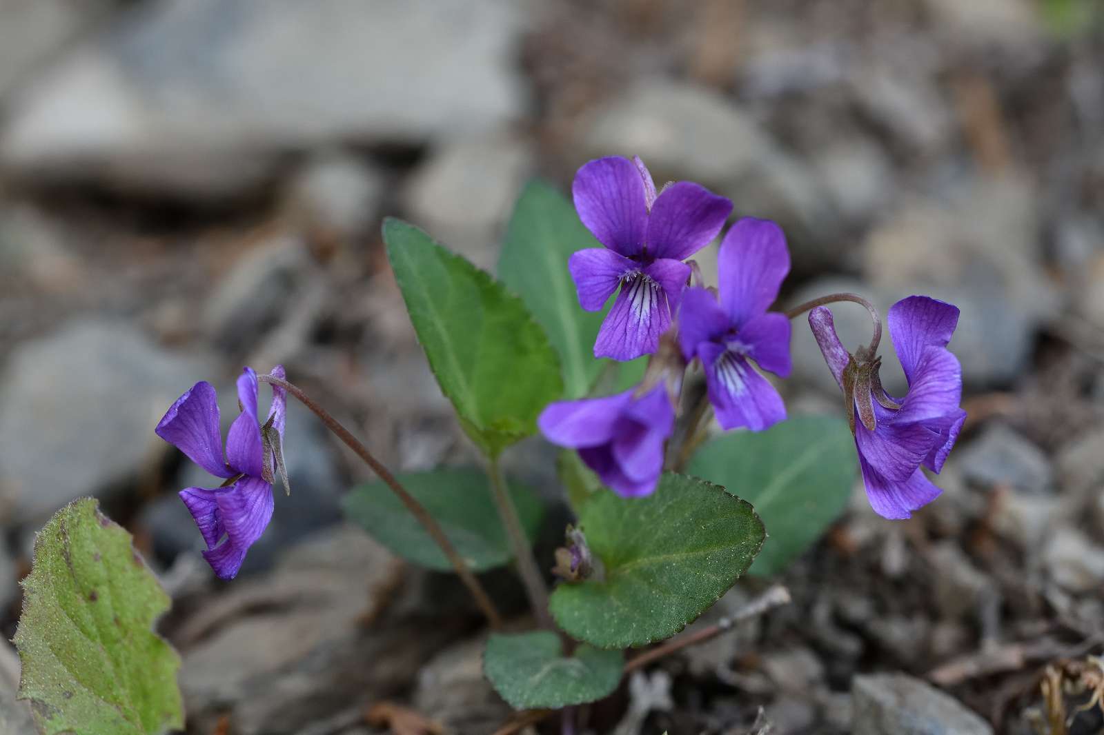 奥武蔵方面の花 野の花山の花ウォッチング In 奥多摩