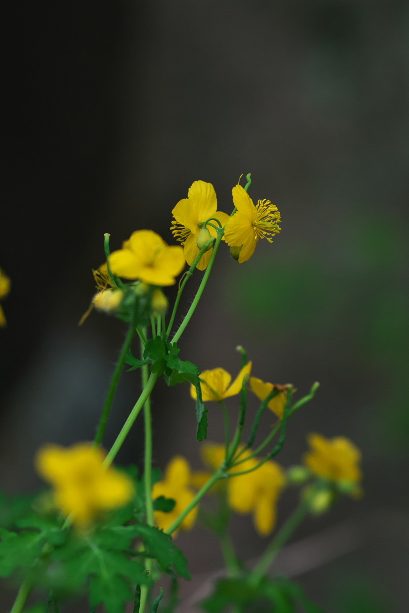 風来坊　イチリンソウ（一輪草）他_a0083081_20362713.jpg