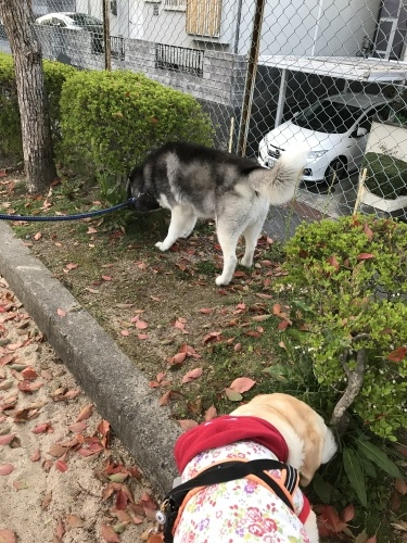 f0315081_21522324.jpeg