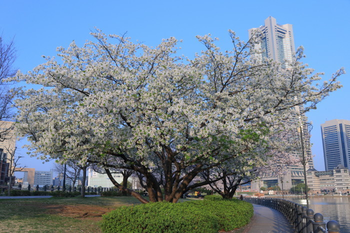 みなとみらい 桜2018_e0320384_14204607.jpg