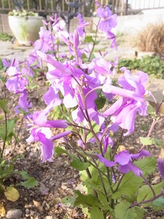 e0185787_20164890.jpg