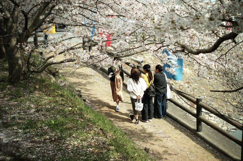 桜の記憶_f0267188_09292395.jpg