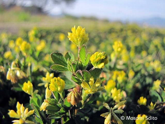 コメツブツメクサ 米粒詰草 草花と自然blog