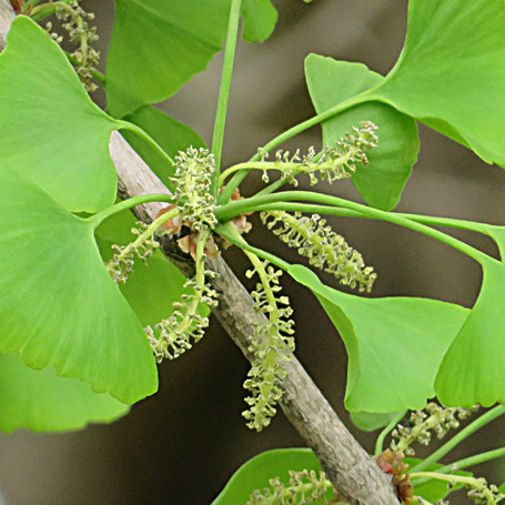 イチョウの雌雄花 樹木見て歩き