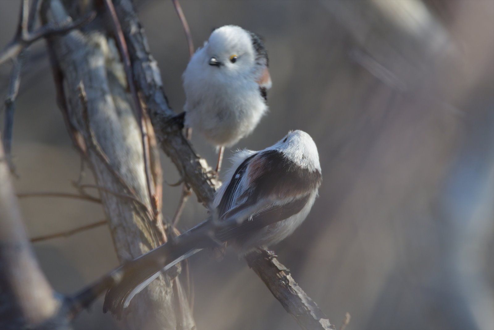 シマエナガ 恋の季節 : やぁやぁ。