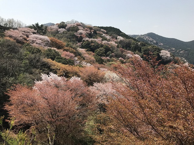 大岩の桜_d0177220_14211549.jpg