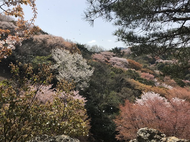 大岩の桜_d0177220_14211640.jpg