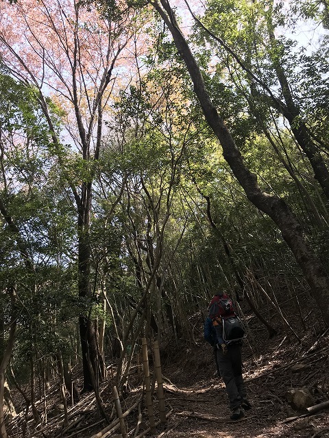 大岩の桜_d0177220_14211696.jpg