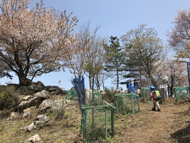 大岩の桜_d0177220_14211724.jpg