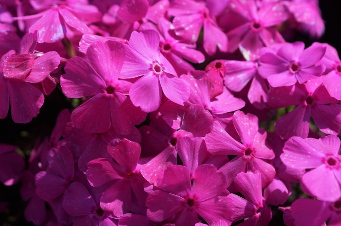 ■お散歩【座間　座架依橋河川敷の芝桜が満開なう＾＾】_b0033423_19041318.jpg