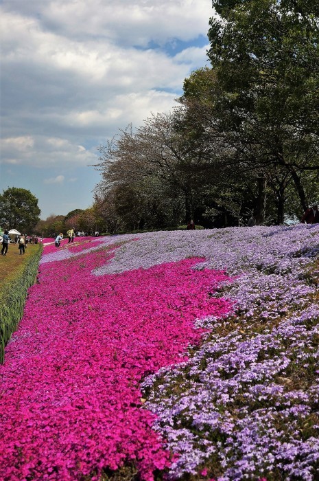 ■お散歩【座間　座架依橋河川敷の芝桜が満開なう＾＾】_b0033423_19042774.jpg