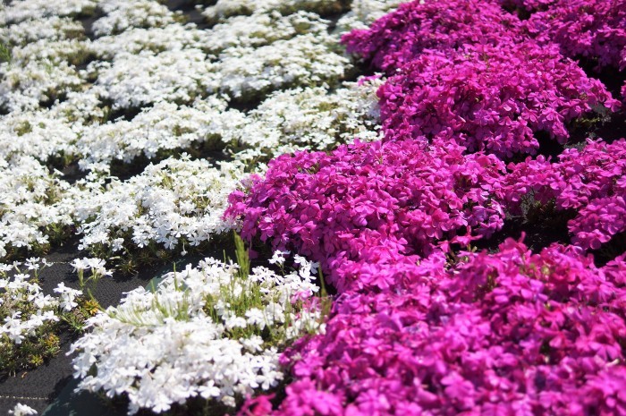 ■お散歩【座間　座架依橋河川敷の芝桜が満開なう＾＾】_b0033423_19062581.jpg