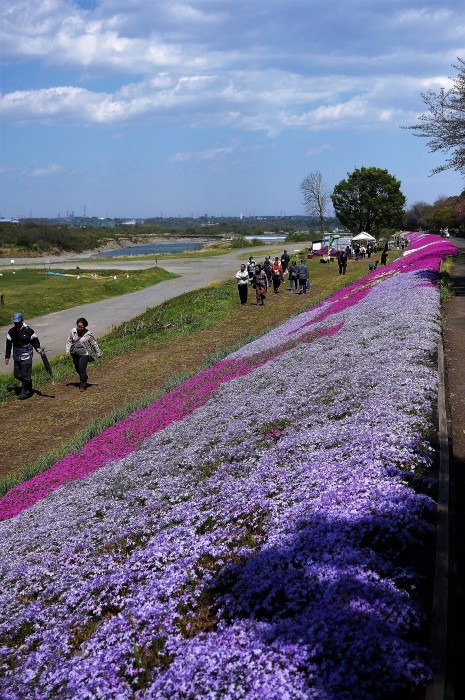 ■お散歩【座間　座架依橋河川敷の芝桜が満開なう＾＾】_b0033423_19073265.jpg