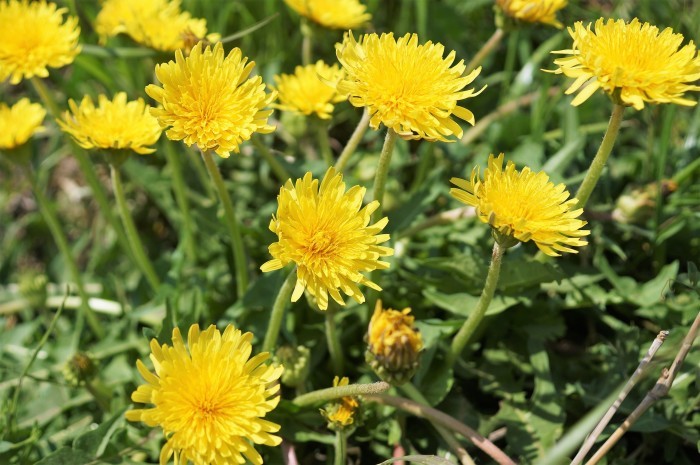 ■お散歩【座間　座架依橋河川敷の芝桜が満開なう＾＾】_b0033423_19522074.jpg
