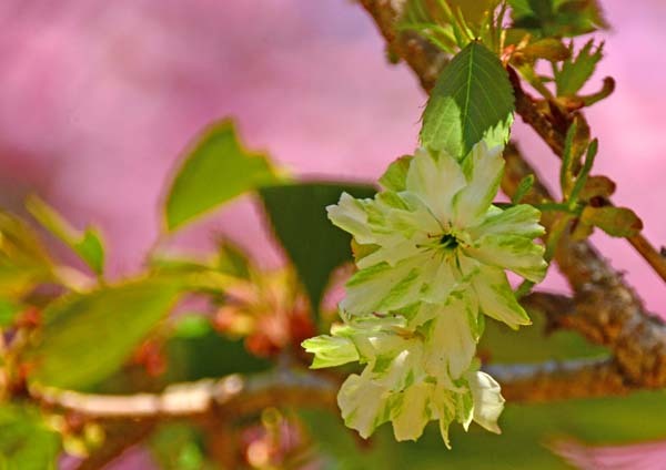 高崎自然の森・・・つくば市_f0147025_20192965.jpg