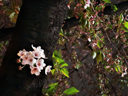 いつか桜の下で_c0062832_15405807.jpg