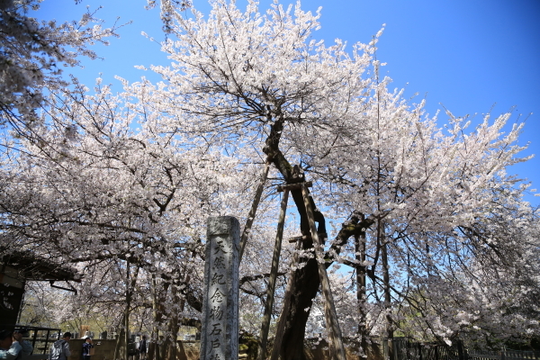 １８年桜紀行１４北本市石戸蒲ザクラ スーさん旅日記
