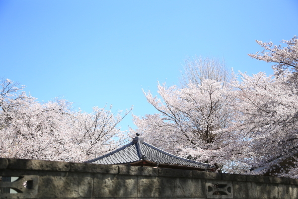 １８年桜紀行１４北本市石戸蒲ザクラ スーさん旅日記