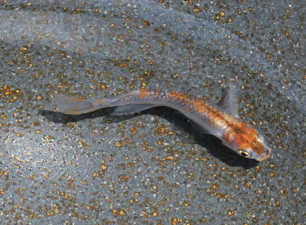 e0097534_159155.jpg