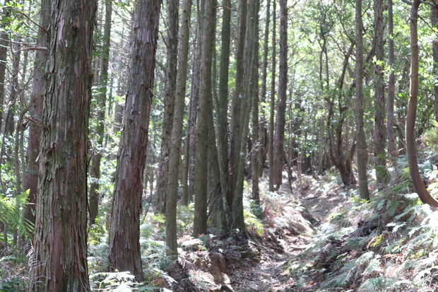 元越山の山頂に咲くフジツツジに大満足！_e0272335_16264678.jpg