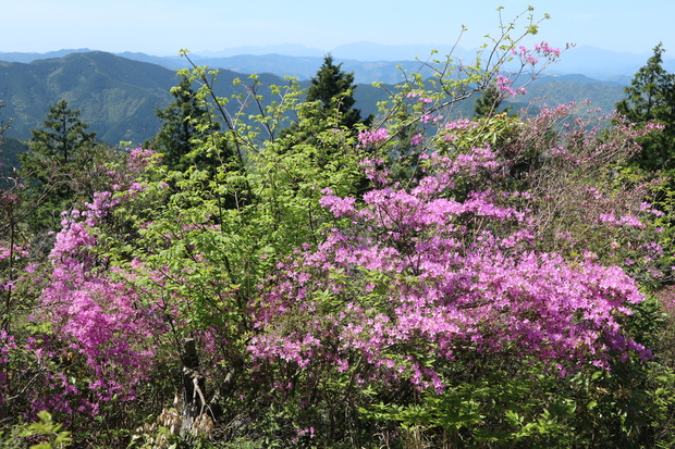 元越山の山頂に咲くフジツツジに大満足！_e0272335_17313193.jpg