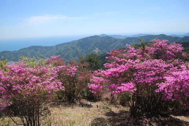 元越山の山頂に咲くフジツツジに大満足！_e0272335_17414510.jpg