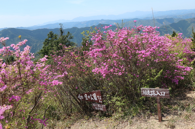 元越山の山頂に咲くフジツツジに大満足！_e0272335_17504323.jpg