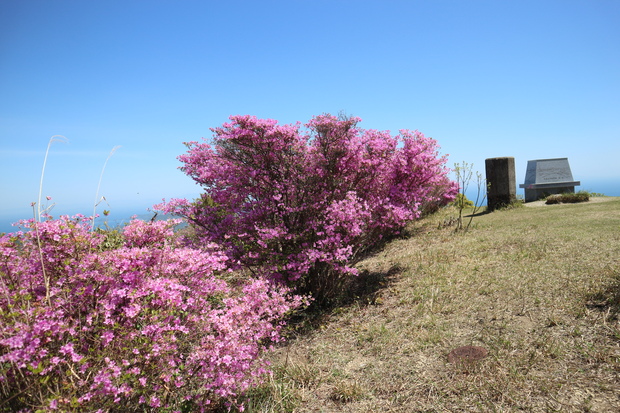 元越山の山頂に咲くフジツツジに大満足！_e0272335_1755820.jpg