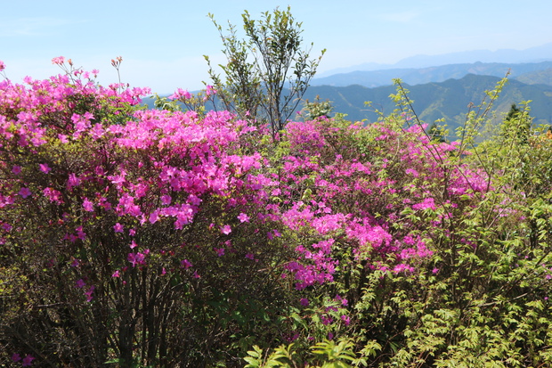 元越山の山頂に咲くフジツツジに大満足！_e0272335_18371263.jpg